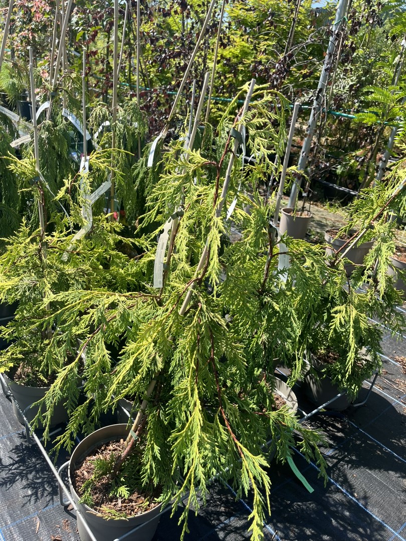 Xanthocyparis nootkatensis - Nootka cypress 'Golden Waterfall'