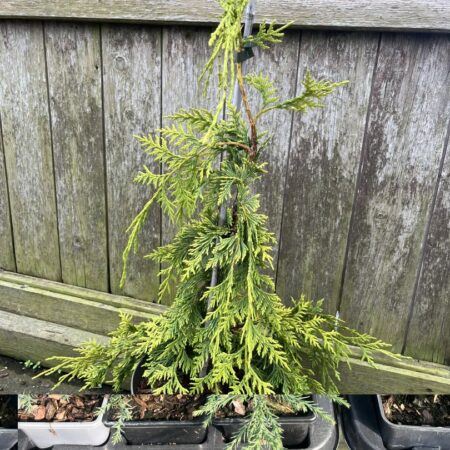 Xanthocyparis nootkatensis - Nootka cypress 'Golden Waterfall'