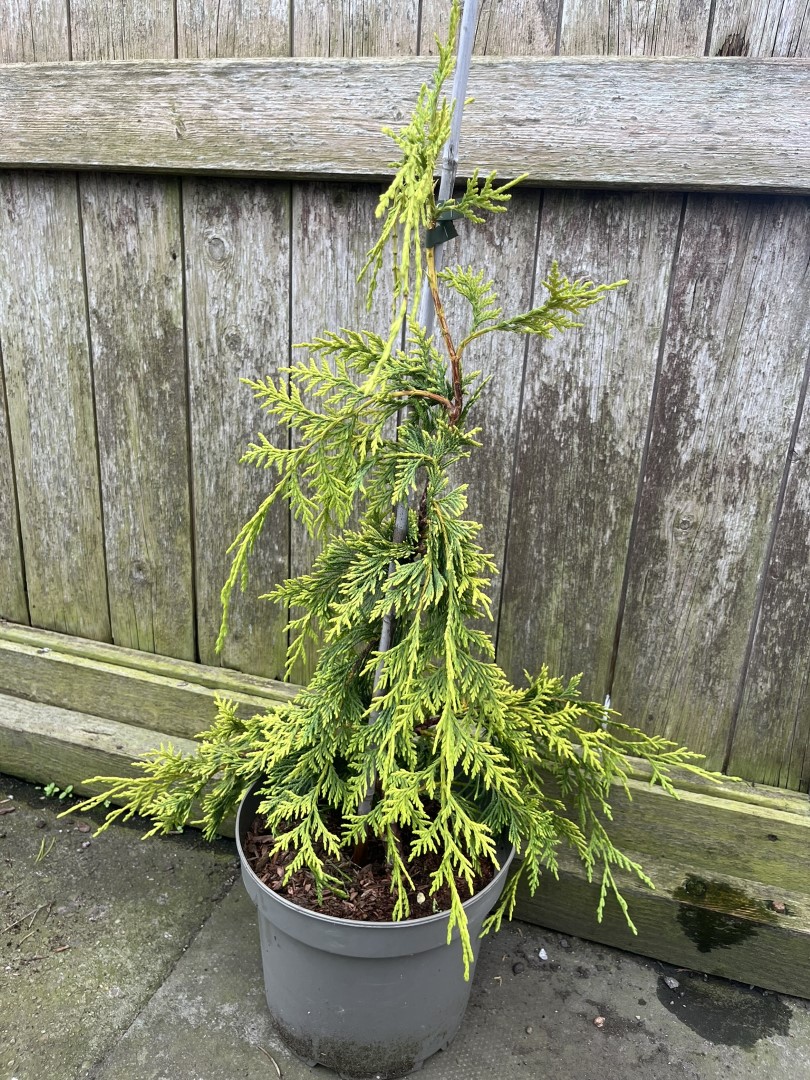 Xanthocyparis nootkatensis - Nootka cypress 'Golden Waterfall'
