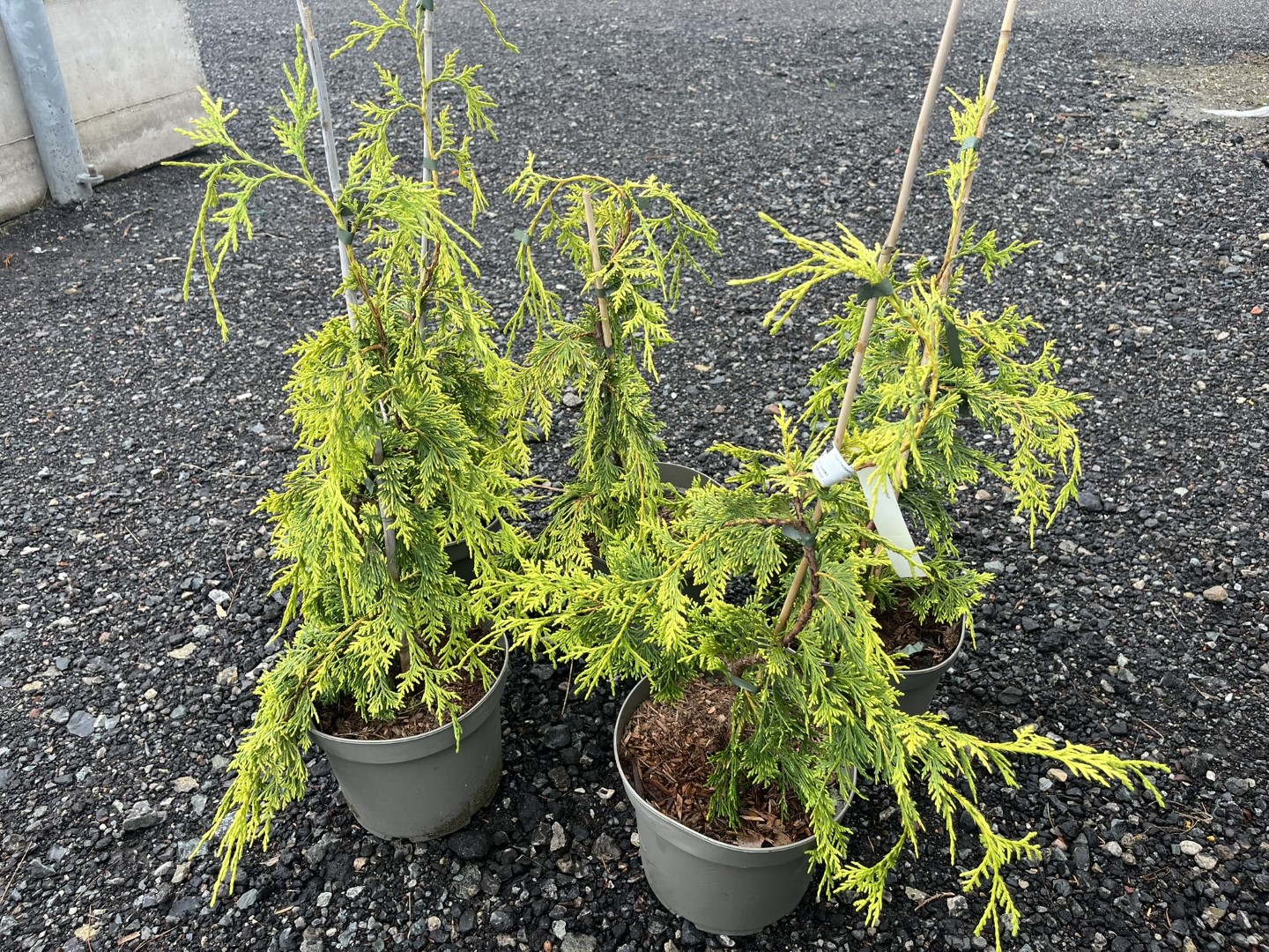 Xanthocyparis nootkatensis - Nootka cypress 'Golden Waterfall'
