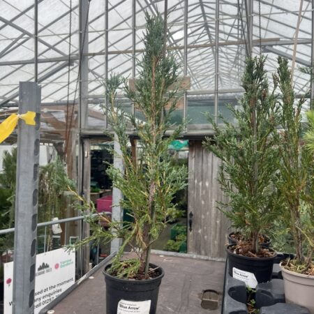 Juniper 'Blue Arrow' - Juniperus scopulorum - Hardy Columnar