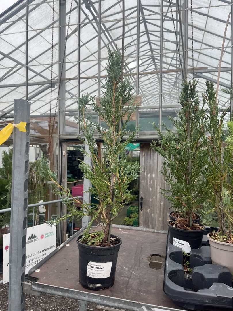 Juniper 'Blue Arrow' - Juniperus scopulorum - Hardy Columnar