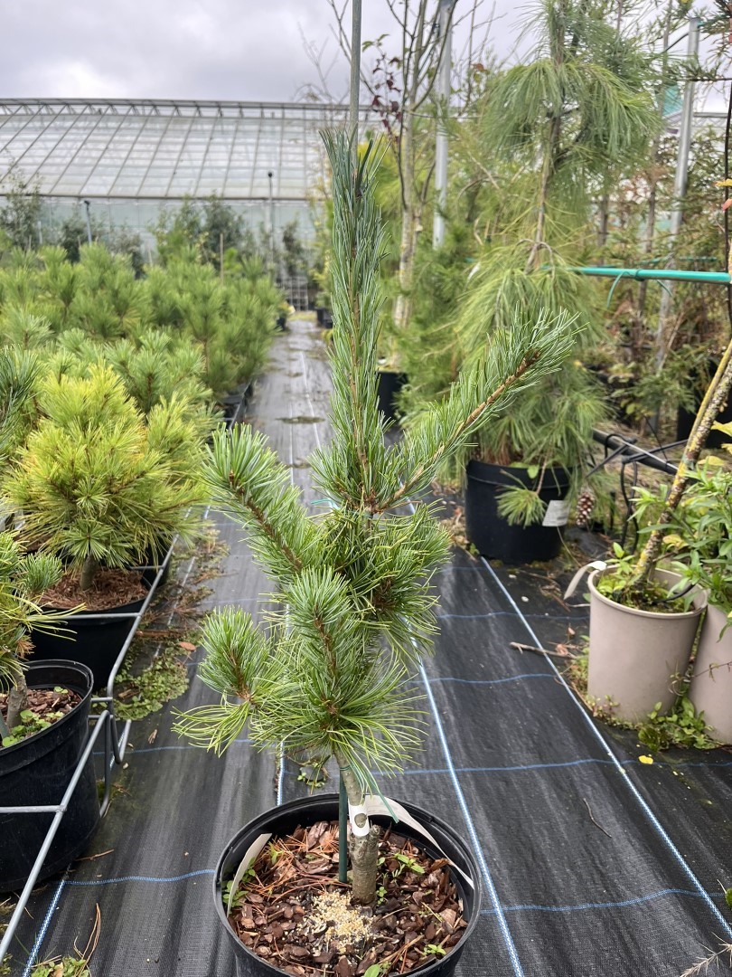 Japanese White Pine 'Tempelhof'