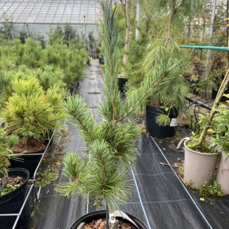 Japanese White Pine 'Tempelhof'