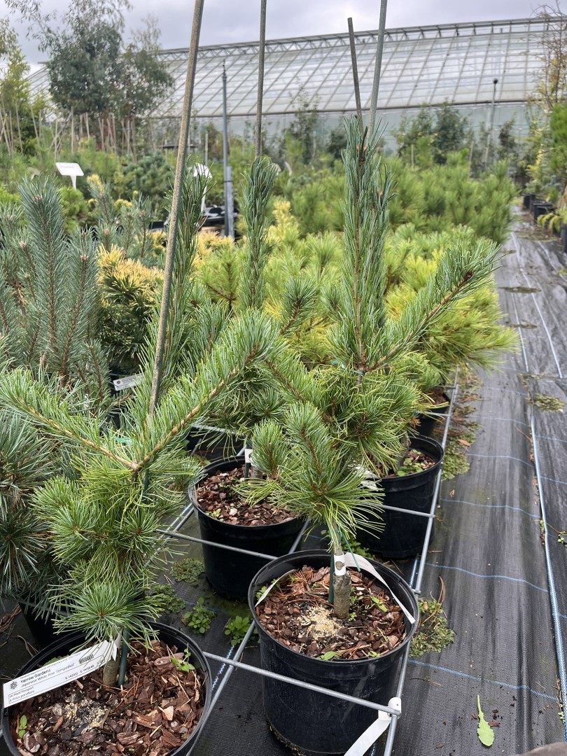 Japanese White Pine 'Tempelhof'