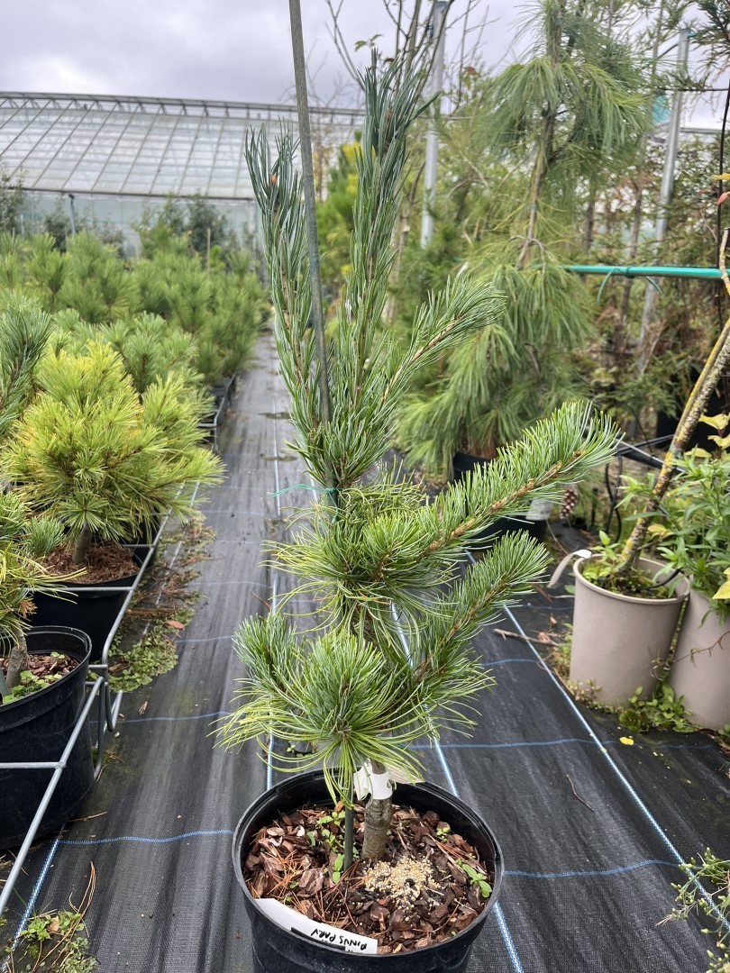 Japanese White Pine 'Tempelhof'