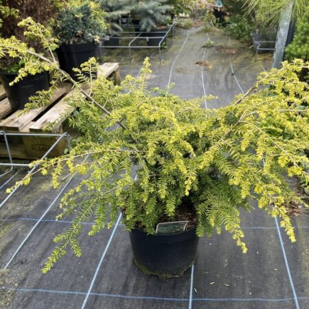 Tsuga canadensis - Eastern Hemlock 'Fantana'