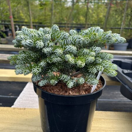 Abies koreana - Korean Pine 'Kohouts Icebreaker' 10/20cm (2L)