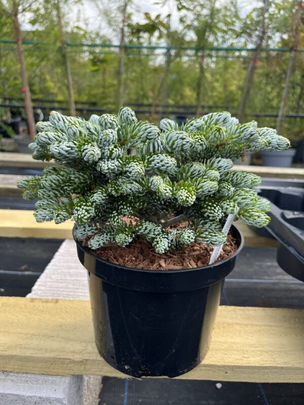 Abies koreana - Korean Pine 'Kohouts Icebreaker' 10/20cm (2L)