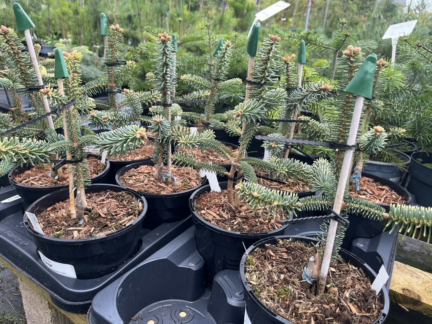 Abies pinsapo - Spanish Fir 'Aurea'