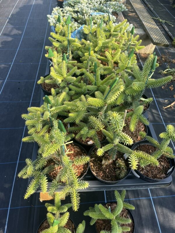 Abies pinsapo - Spanish Fir 'Aurea'