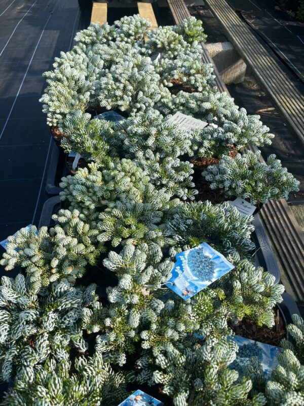 Korean Pine 'Kohouts Icebreaker'