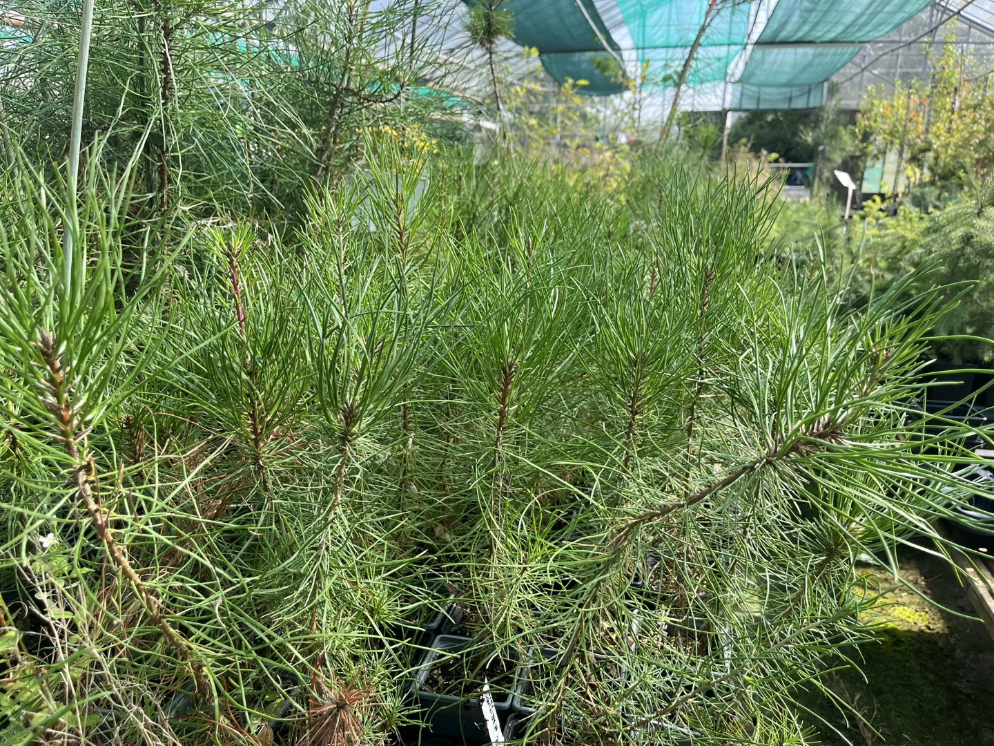 Pinus pinaster - Maritime Pine