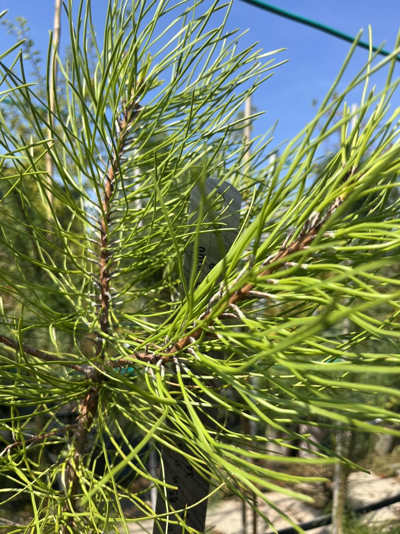 Pinus pinaster - Maritime Pine