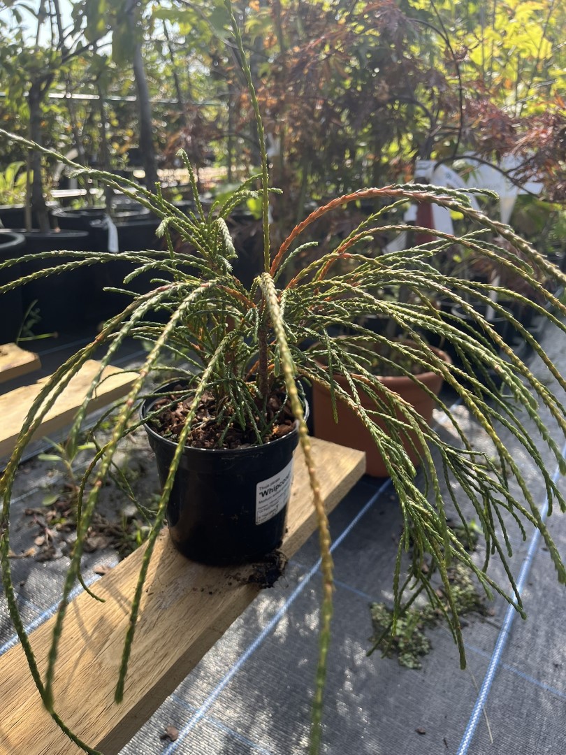 Thuja plicata - Western Red Cedar 'Whipcord'