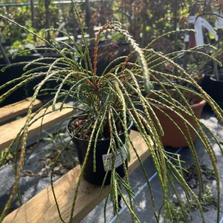 Thuja plicata - Western Red Cedar 'Whipcord'