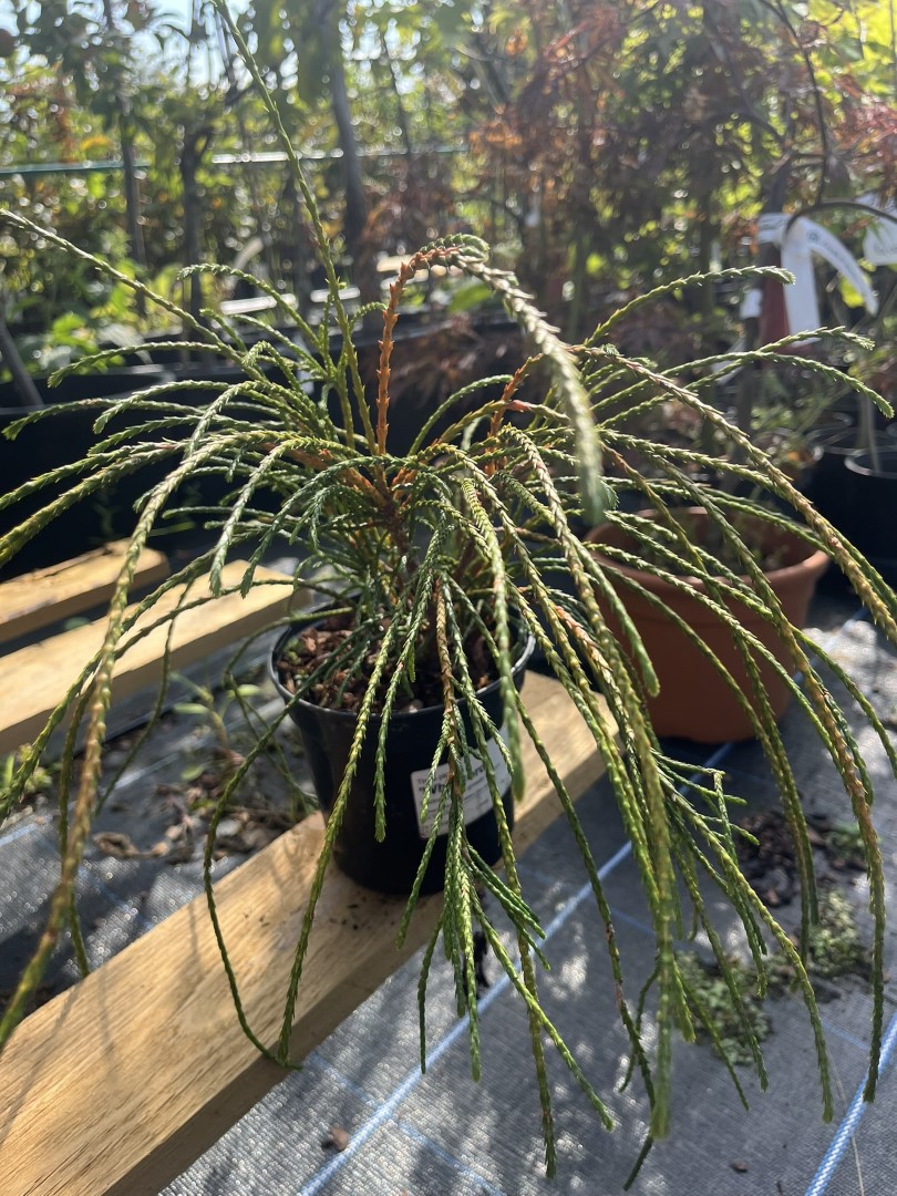 Thuja plicata - Western Red Cedar 'Whipcord'