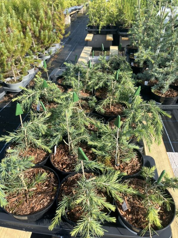 Cedrus deodara - Deodar Cedar 'Feeling Blue' 20/40cm
