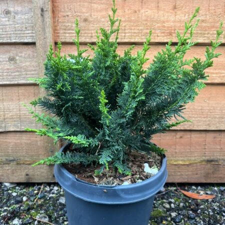 Chamaecyparis obtusa - Hinoki Cypress 'Teddy Bear'