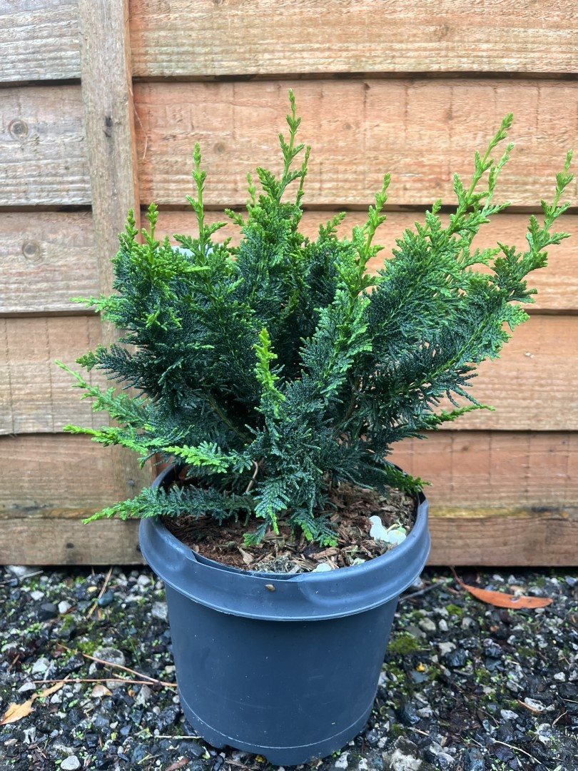 Chamaecyparis obtusa - Hinoki Cypress 'Teddy Bear'