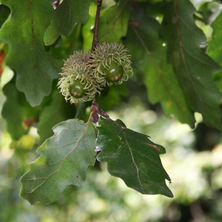 European Turkey Oak Seeds - Quercus cerris