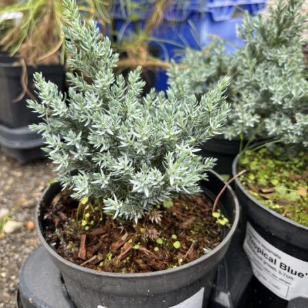 Juniperus squamata - Flaky Juniper 'Tropical Blue' (1L)