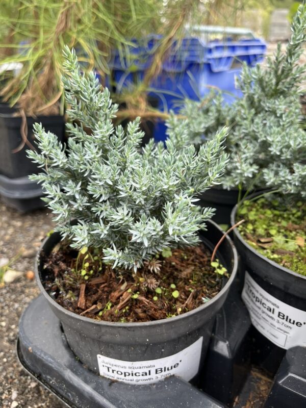 Juniperus squamata - Flaky Juniper 'Tropical Blue' (1L)
