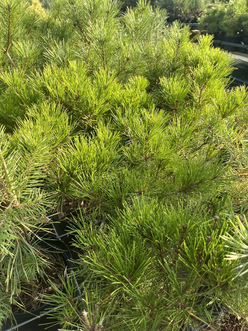Pinus densiflora - Japanese Red Pine 'Haybud'