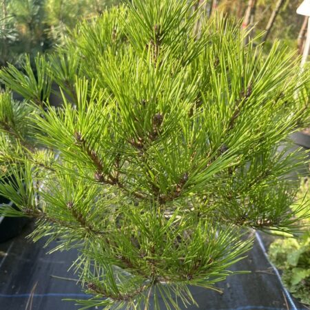 Pinus densiflora - Japanese Red Pine 'Haybud'