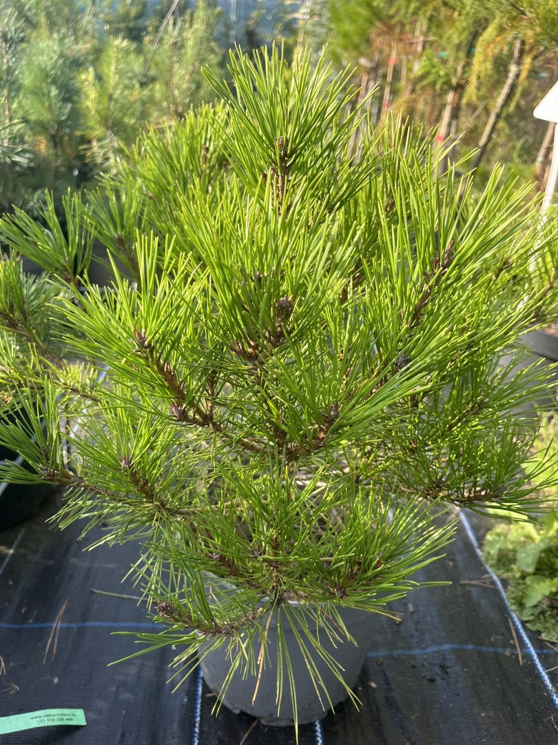 Pinus densiflora - Japanese Red Pine 'Haybud'