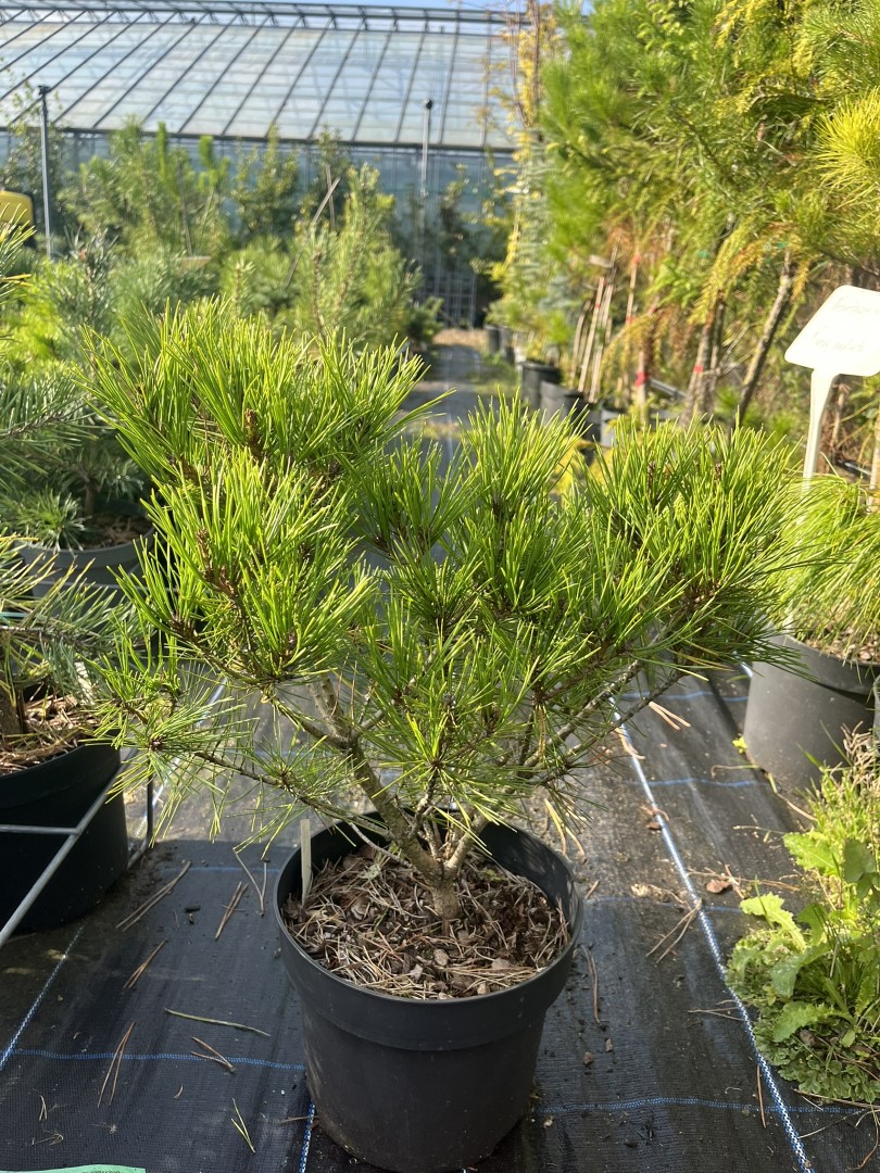 Pinus densiflora - Japanese Red Pine 'Haybud'