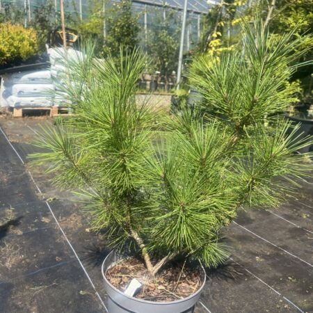 Pinus densiflora - Japanese red pine 'Alice Verkade'