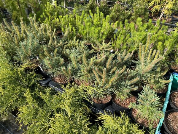 Pinus sylvestris  - Scots Pine 'Doone Valley'