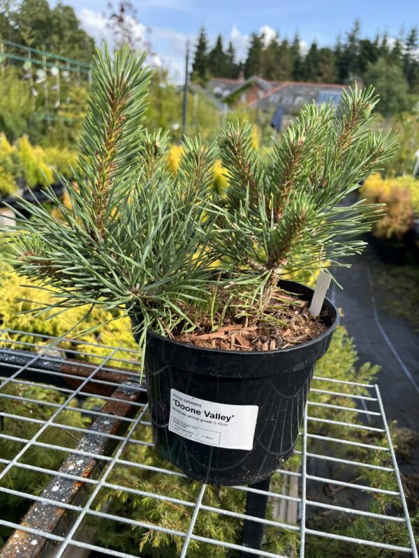 Pinus sylvestris - Scots Pine 'Doone Valley' 20/40cm (2L)