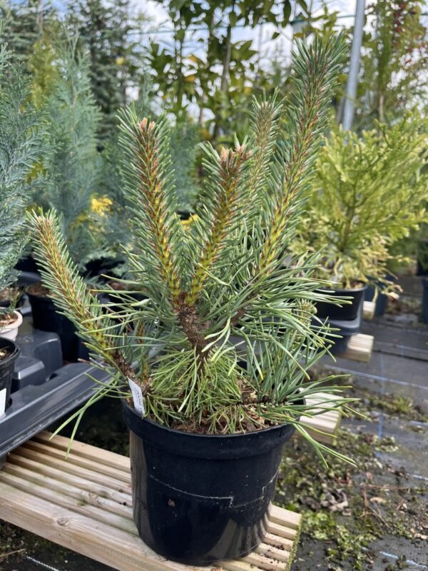 Pinus sylvestris  - Scots Pine 'Doone Valley' (2L)