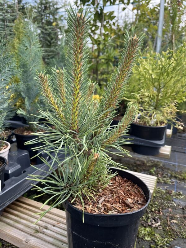 Pinus sylvestris  - Scots Pine 'Doone Valley' (2L)