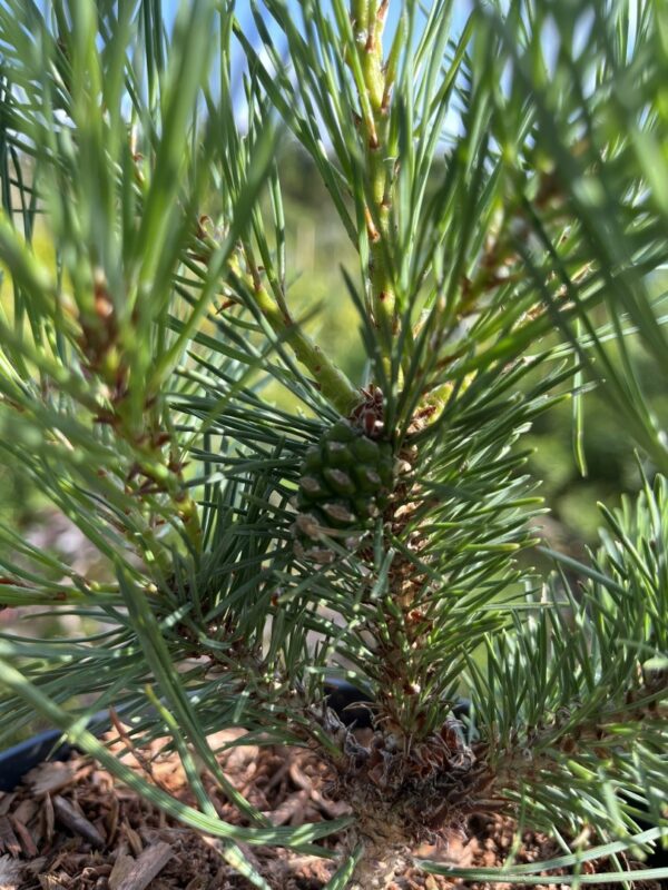 Scots pine 'Chantry Blue' (2L) - Image 4