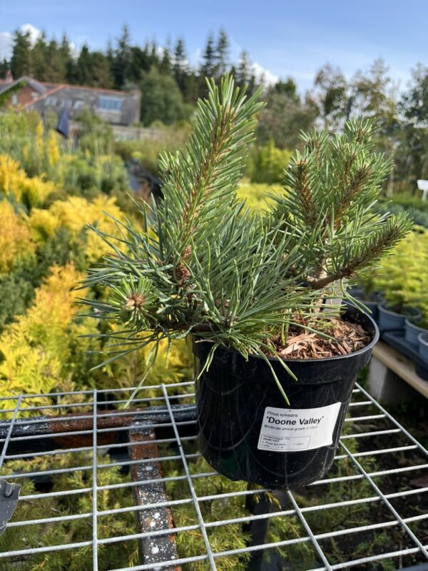 Pinus sylvestris - Scots pine 'Chantry Blue'