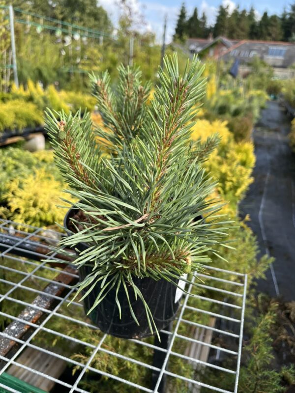 Pinus sylvestris - Scots pine 'Chantry Blue'