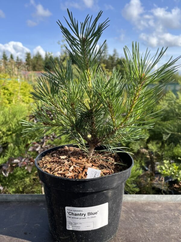 Pinus sylvestris - Scots pine 'Chantry Blue'
