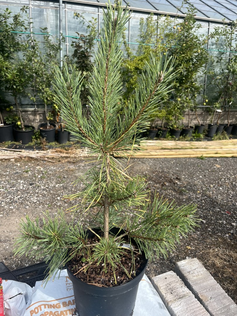 Pinus sylvestris - Scots pine 'Gold Coin'