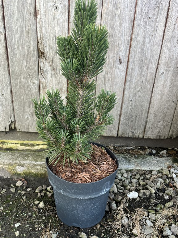 Pinus thunbergii - Japanese Black Pine 'Kotobuki' 20/40cm (3L)