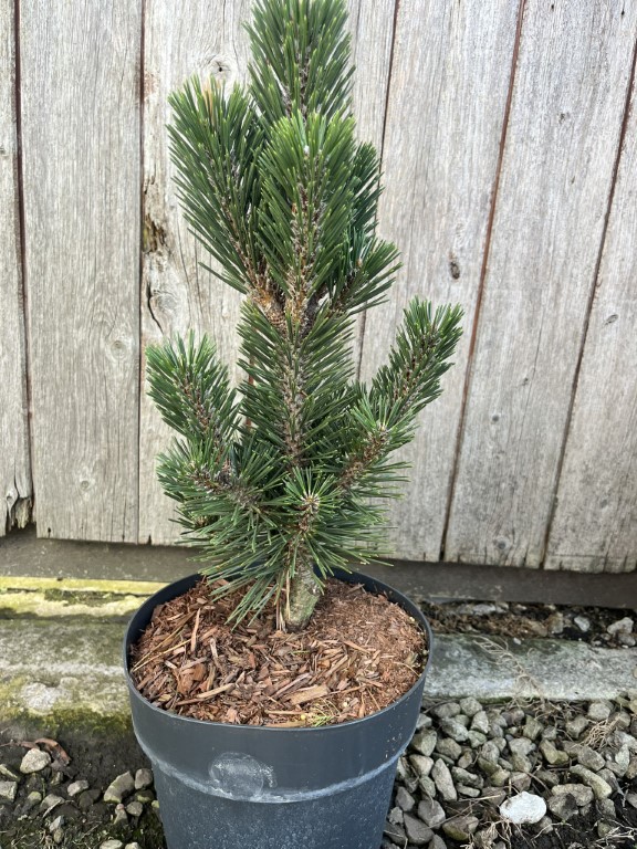 Pinus thunbergii - Japanese Black Pine 'Kotobuki' 20/40cm (3L)