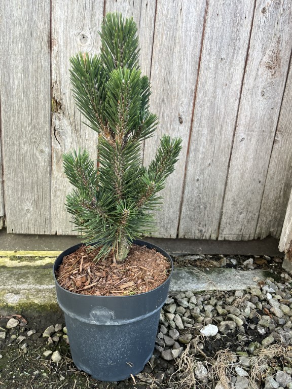Pinus thunbergii - Japanese Black Pine 'Kotobuki' 20/40cm (3L)