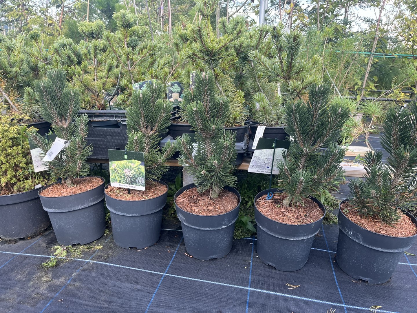 Pinus thunbergii - Japanese Black Pine 'Kotobuki'