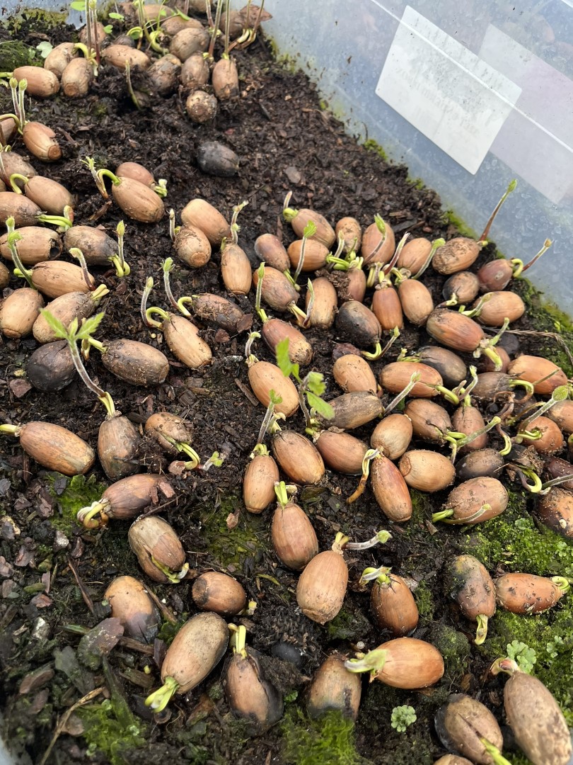 Quercus cerris - European Turkey Oak Seeds