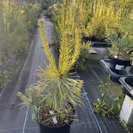 Scots pine 'Gold Coin' - Pinus sylvestris