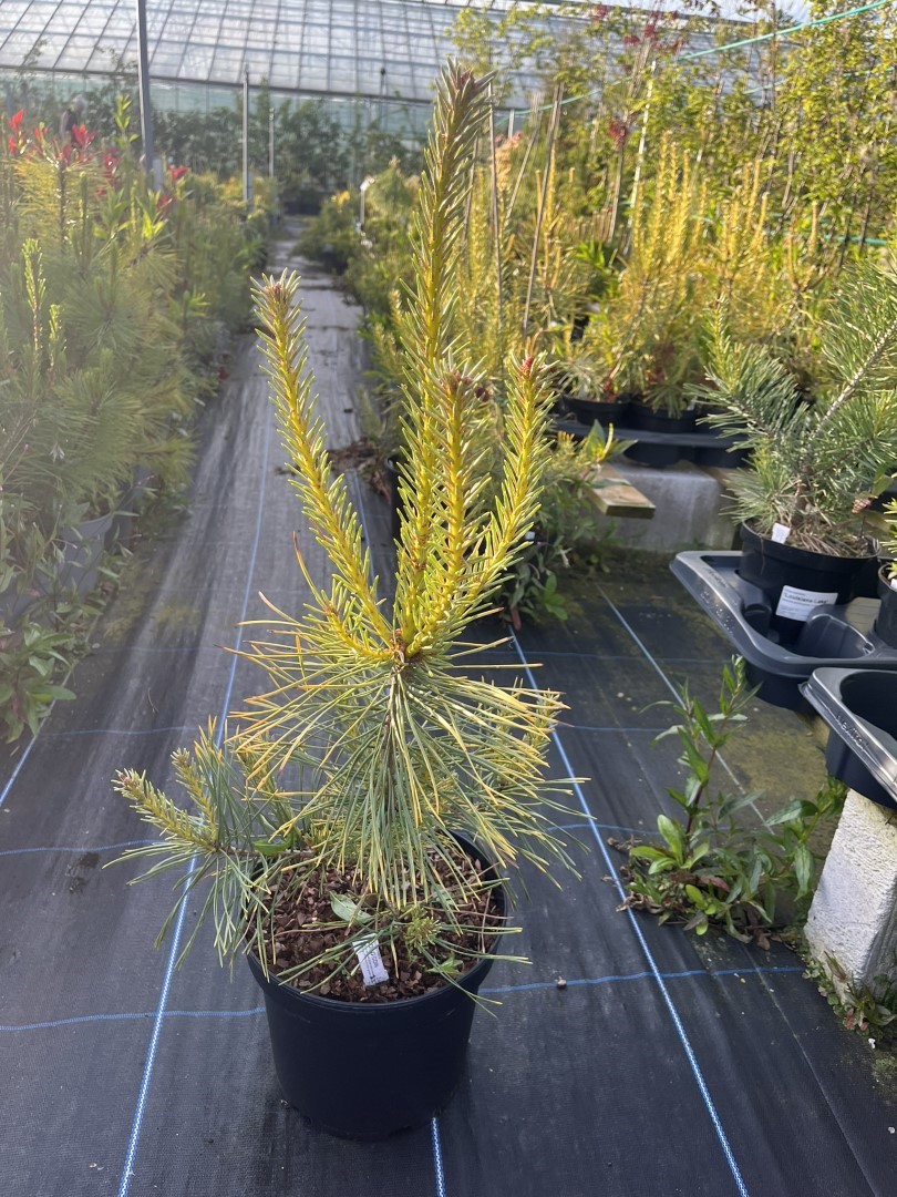 Scots pine 'Gold Coin' - Pinus sylvestris