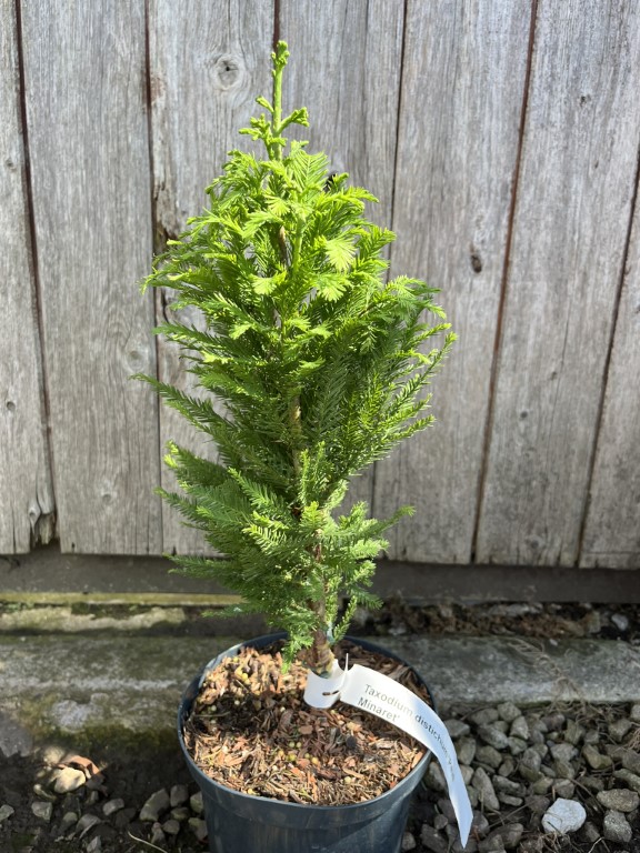 Swamp Cypress 'Pévé Minaret' - Taxodium distichum