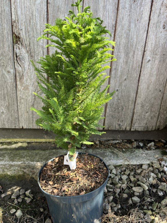 Swamp Cypress 'Pévé Minaret' - Taxodium distichum